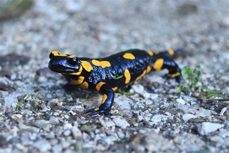 black and yellow spotted lizard|Black and Yellow Salamander: What Is It Called and Is It Dangero.